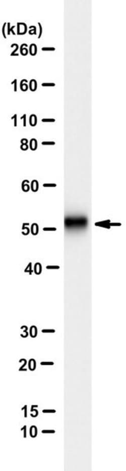 beta-Tubulin III, Neuronal Mouse anti-Rat, Human, Mouse, Bovine, Clone:
